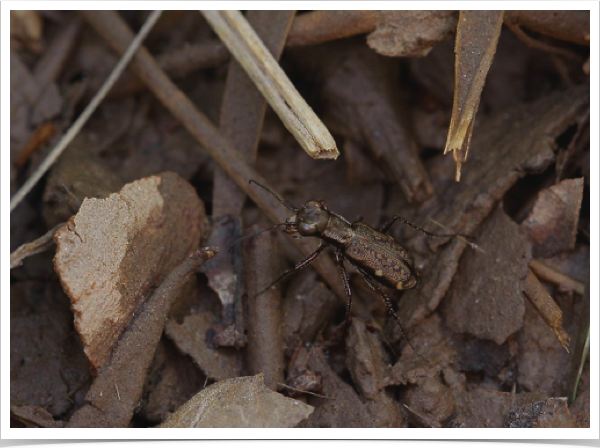 Cylindera viridicollis